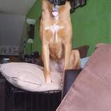 Entry image for Kaileena