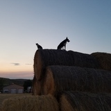 Entry image for Dally and Calli