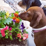 Entry image for Zoey and Roxy