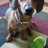 Entry image for Zoey