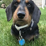 Entry image for Roxy