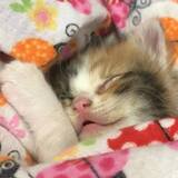 Entry image for sleepy kitten