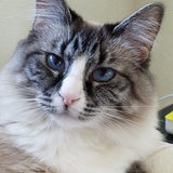 Entry image for Daisy