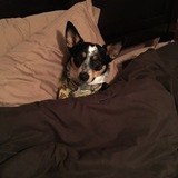 Entry image for MayBug