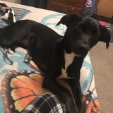 Entry image for Luna