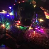 Entry image for Luna