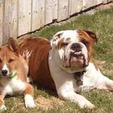 Entry image for Duke & Felony