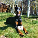 Entry image for Abigail