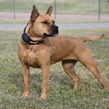 Entry image for Peppa