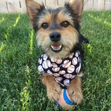 Entry image for Rascal