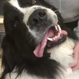 Entry image for Maxamillion 