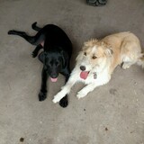 Entry image for Moose & Ruby