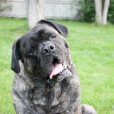 Entry image for Sammy