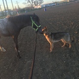 Entry image for Calamity/ Regan