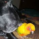 Entry image for Belle and Indy