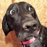 Entry image for Belle