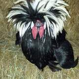 Entry image for Rocky