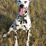 Entry image for Axel