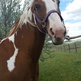 Entry image for Tobi