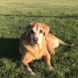 Entry image for Maximus