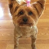 Entry image for SadieHawkins