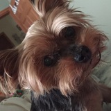 Entry image for Zuzu