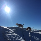 Entry image for Beagles, Beatrix and Cooper