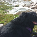 Entry image for Elbie