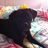 Entry image for Clementine