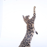 Entry image for C U B B Y