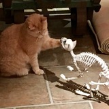 Entry image for Harry