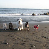 Entry image for Jasper, Hooch, Griz, Dakota, Miss Kitty