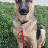 Entry image for Jake