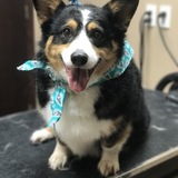 Entry image for Willy