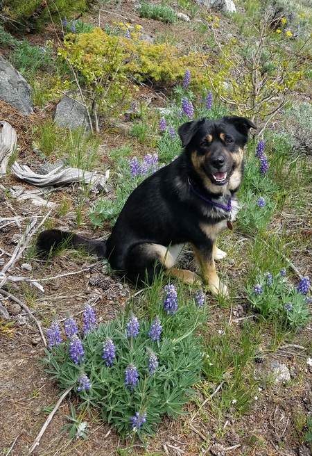 Entry image for Klover. Clicking this image will show a larger photo