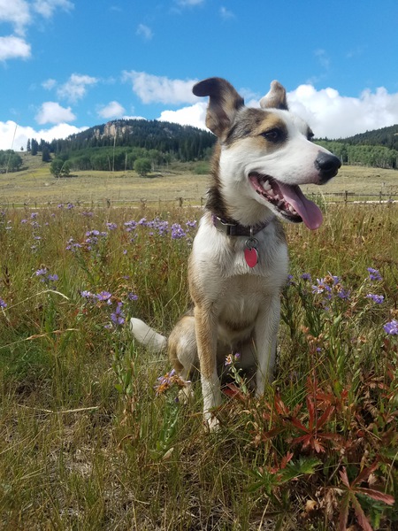 Entry image for Violet. Clicking this image will show a larger photo