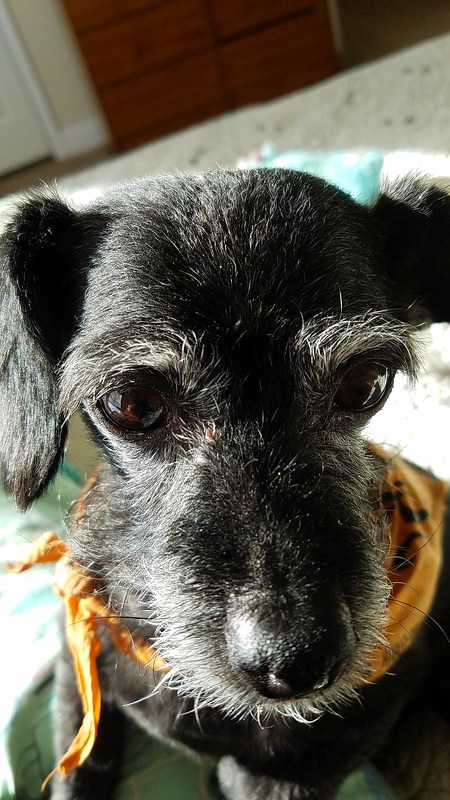 Entry image for Bart. Clicking this image will show a larger photo