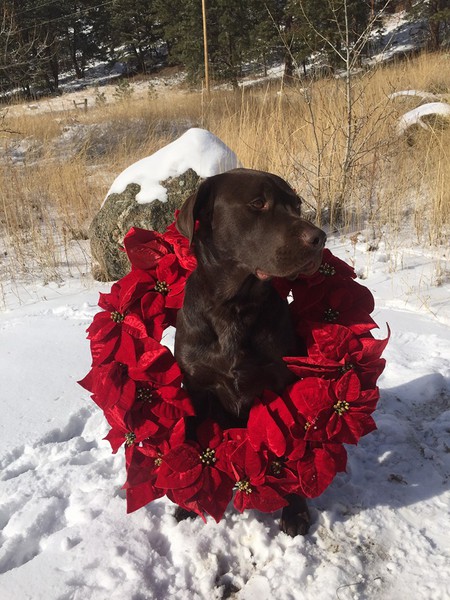 Entry image for Thor. Clicking this image will show a larger photo