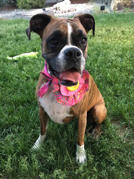 Entry image for Chloe. Clicking this image will show a larger photo