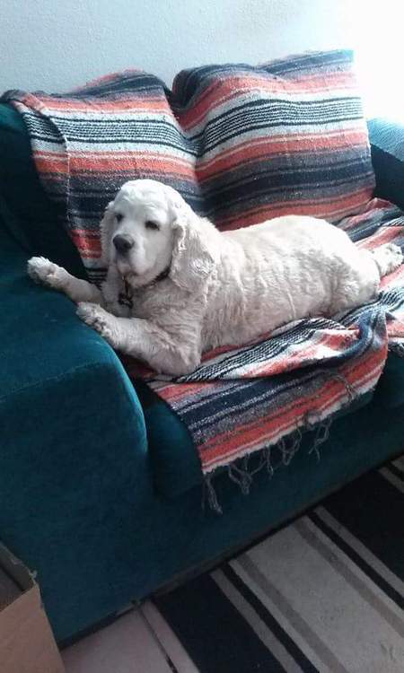 Entry image for Sarge . Clicking this image will show a larger photo