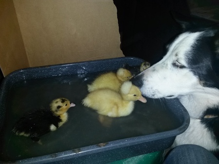 Entry image for Dally. Clicking this image will show a larger photo