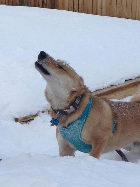 Entry image for Samuel Landon. Clicking this image will show a larger photo