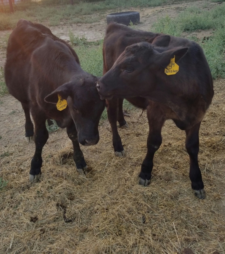 Entry image for Hershey and Cooper. Clicking this image will show a larger photo