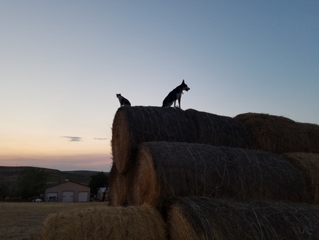 Entry image for Dally and Calli. Clicking this image will show a larger photo