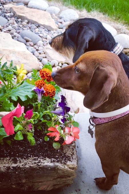 Entry image for Zoey and Roxy. Clicking this image will show a larger photo