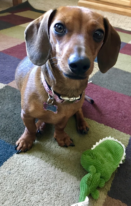 Entry image for Zoey. Clicking this image will show a larger photo