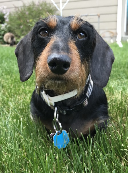 Entry image for Roxy. Clicking this image will show a larger photo