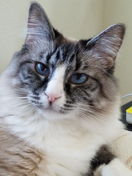 Entry image for Daisy. Clicking this image will show a larger photo