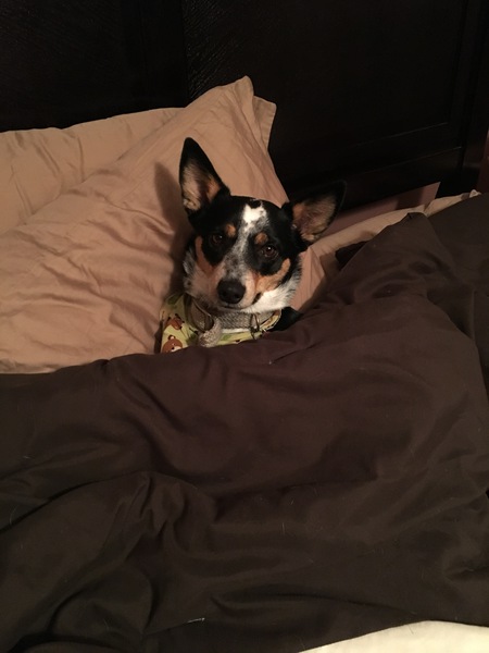 Entry image for MayBug. Clicking this image will show a larger photo