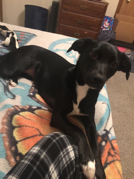 Entry image for Luna. Clicking this image will show a larger photo